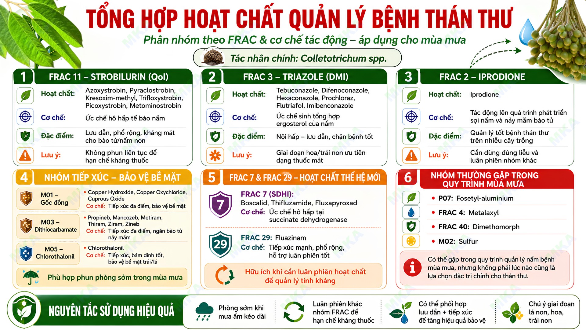 Tổng hợp các hoạt chất phổ biến quản lý bệnh thán thư